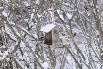 Birdhouse with birds in the winter forest. Image with toning. Image with selective focus.