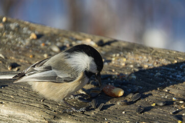 Black-capped Chickadee going for some Takeout