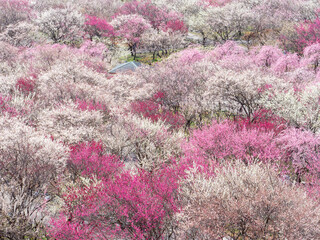 桃源郷のような梅林