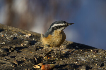 A Red-breasted Nuthatch on a Wooden Rail