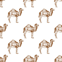 Seamless pattern with hand drawn camels, vector illustration