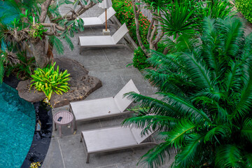 Close-up of plants or trees that are planted beside a swimming pool, for their beauty, are often seen in today's resorts, residences or hotels.