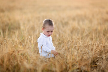 Naklejka na ściany i meble Caucasian cute blond boy in a wheat field, the concept of childhood in the village and summer, good harvest and natural products