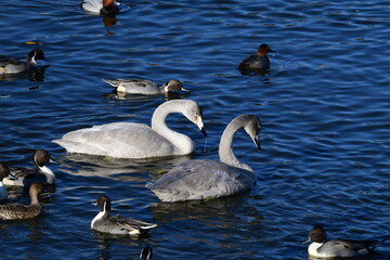 オオハクチョウ、薄い灰褐色の幼鳥と、手前は濃い灰褐色の幼鳥。日本、千葉県、2020年11月
