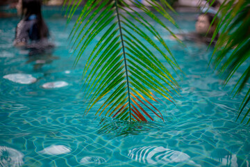 Fototapeta na wymiar Close-up of plants or trees that are planted beside a swimming pool, for their beauty, are often seen in today's resorts, residences or hotels.