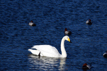 オオハクチョウの成鳥。2020年11月。日本、千葉県