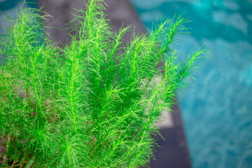 Close-up of plants or trees that are planted beside a swimming pool, for their beauty, are often seen in today's resorts, residences or hotels.