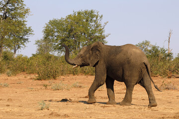Fototapeta premium Afrikanischer Elefant / African elephant / Loxodonta africana.