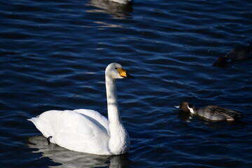 オオハクチョウの成鳥。2020年11月。日本、千葉県