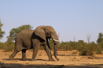 Obraz premium Afrikanischer Elefant / African elephant / Loxodonta africana