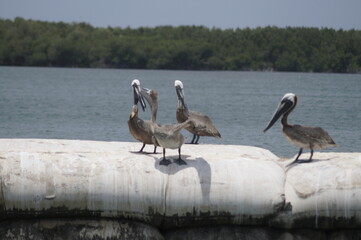 Pelicanos