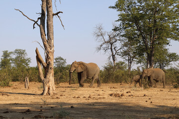 Obraz premium Afrikanischer Elefant / African elephant / Loxodonta africana.