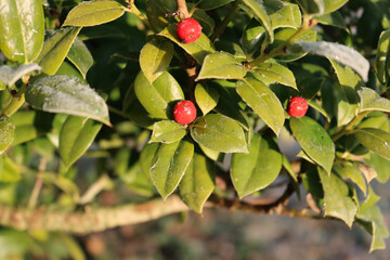 Close-up of frost on holly bush with red ripe berries in the garden at dawn