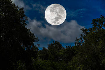 Naklejka na ściany i meble Full moon on the sky over silhouette trees.