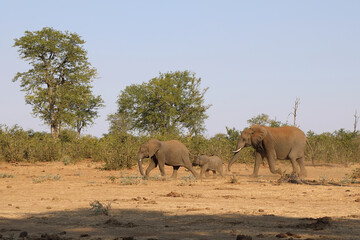Naklejka premium Afrikanischer Elefant / African elephant / Loxodonta africana.