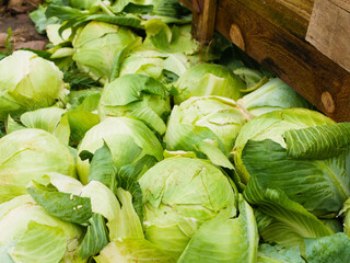 Cabbage from field. Cabbage background. Harvesting concept