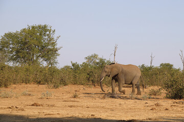 Naklejka premium Afrikanischer Elefant / African elephant / Loxodonta africana