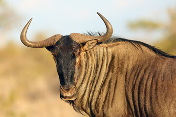 The blue wildebeest (Connochaetes taurinus), also called the common wildebeest, white-bearded...