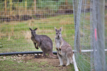 Kangaroo in the cage 