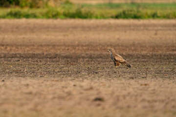 Buzzard bird of prey sits in a pasture in brown sand, buteo buteo. In side view