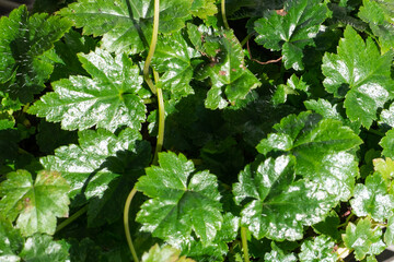 秋のモミジチャルメルソウ