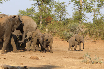 Fototapeta premium Afrikanischer Elefant / African elephant / Loxodonta africana.