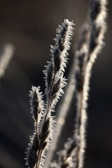 High dry escapes of a wild-growing grass with whisks on the ends in scintillating crystals of hoarfrost. Natural graphics against a dark background.