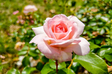 Beautiful light rose in the garden on a sunny day.