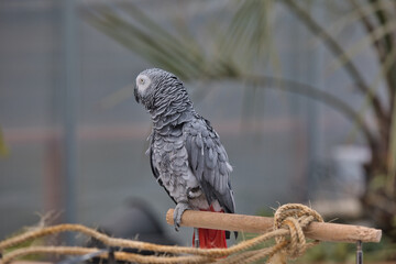 african grey parrot
