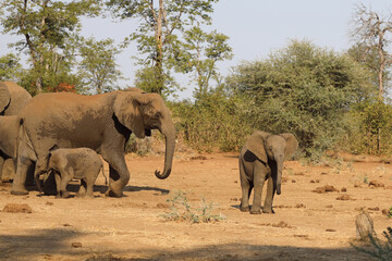 Fototapeta premium Afrikanischer Elefant / African elephant / Loxodonta africana.