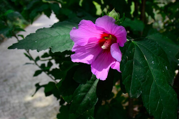 beautiful flowers pink close up