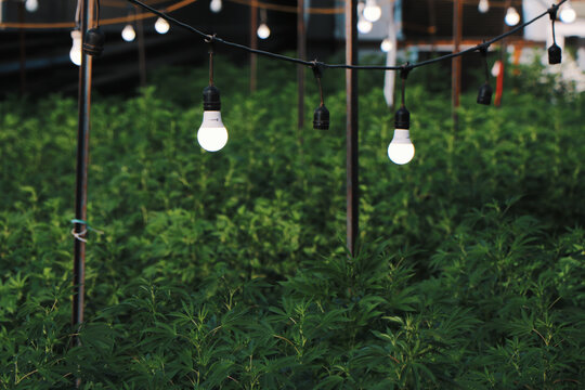 Greenhouse photos of marijuana.