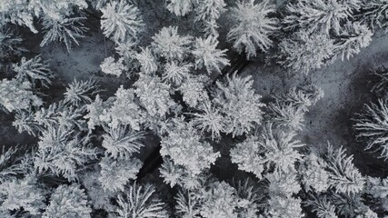Aerial view frozen forest with snow covered spruce and pine trees. Top down view flyover beautiful winter woodland. Frozen treetops, top view camera flies over snowy landscape. Flight over white woods - Powered by Adobe
