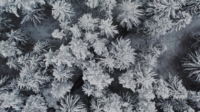 Aerial view frozen forest with snow covered spruce and pine trees. Top down view flyover beautiful winter woodland. Frozen treetops, top view camera flies over snowy landscape. Flight over white woods