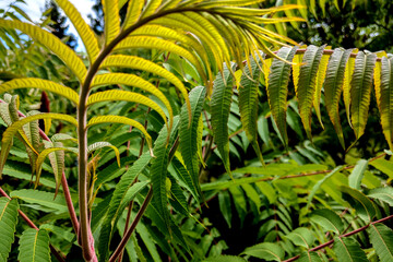Beautiful bright green leaves of a plant, background.