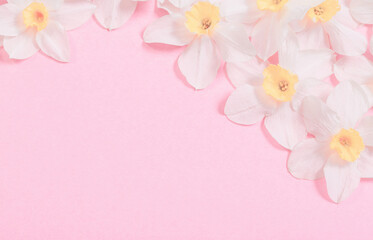 white narcissus on pink paper background