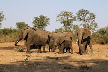 Afrikanischer Elefant / African elephant / Loxodonta africana.