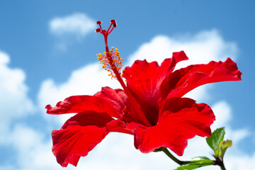 沖縄の赤いハイビスカスと青空と白い雲　ポートレート
