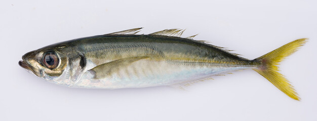 Horse mackerel ( Trachurus trachurus ) isolated on white background