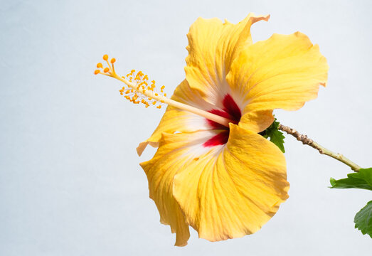 726 最適な 黄色いハイビスカス 画像 ストック写真 ベクター Adobe Stock