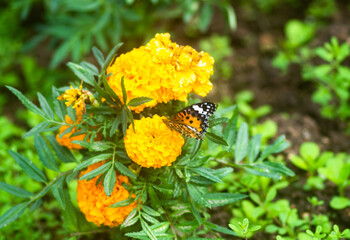 沖縄に咲く黄色い八重のキンセンカの花とツマグロヒョウモン