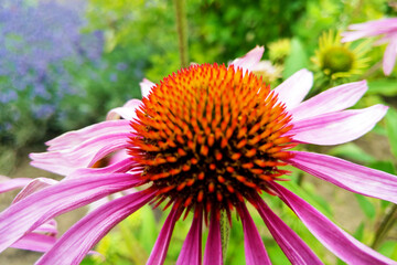 Blooming medicinal herb echinacea purpurea or coneflower.
