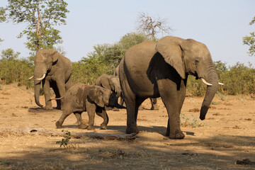 Obraz premium Afrikanischer Elefant / African elephant / Loxodonta africana.