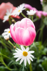 Fototapeta premium 赤いチューリップの花と白いマーガレット 黒バック