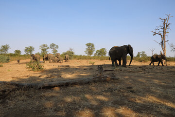 Obraz premium Afrikanischer Elefant / African elephant / Loxodonta africana.