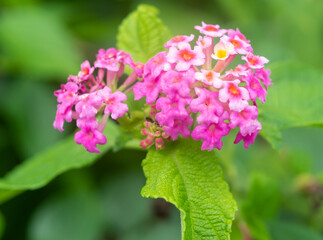 沖縄に咲く赤いランタナの花