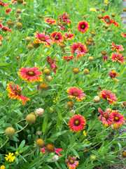 沖縄に咲く赤いテンニンギクの花の群生