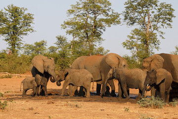 Obraz premium Afrikanischer Elefant / African elephant / Loxodonta africana.