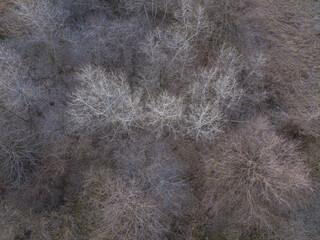 Aerial view from above of autumn forest gray trees, bald trees in late autumn