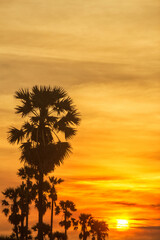 Fototapeta na wymiar Sugar palm tree and Rice Feild at sunset in Thailand